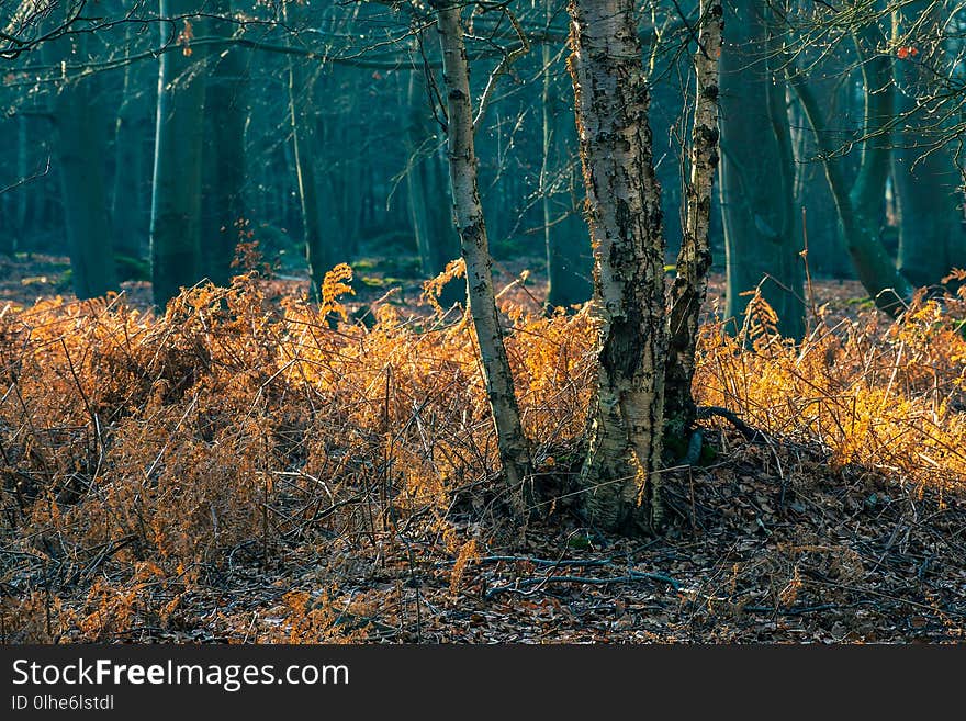 Coastal Forest With Grass In Graal Mueritz, Germany