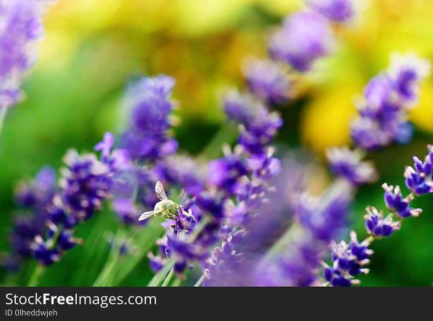 Honey bee on a lavender and collecting polen. Flying honeybee. One bee flying during sunshine day. Insect. Lavenders field with be