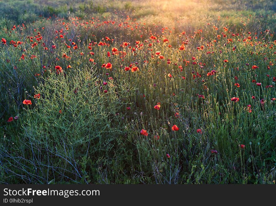 Poppy field with lots of beautiful red flowers