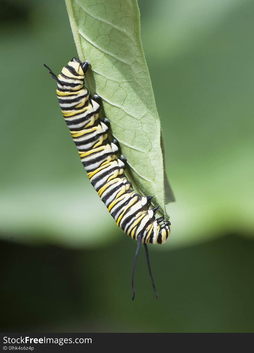 Monarch butterfly caterpillar with black, yellow, and white stripes is feeding on a green leaf against a light and dark green background. Monarch butterfly caterpillar with black, yellow, and white stripes is feeding on a green leaf against a light and dark green background.