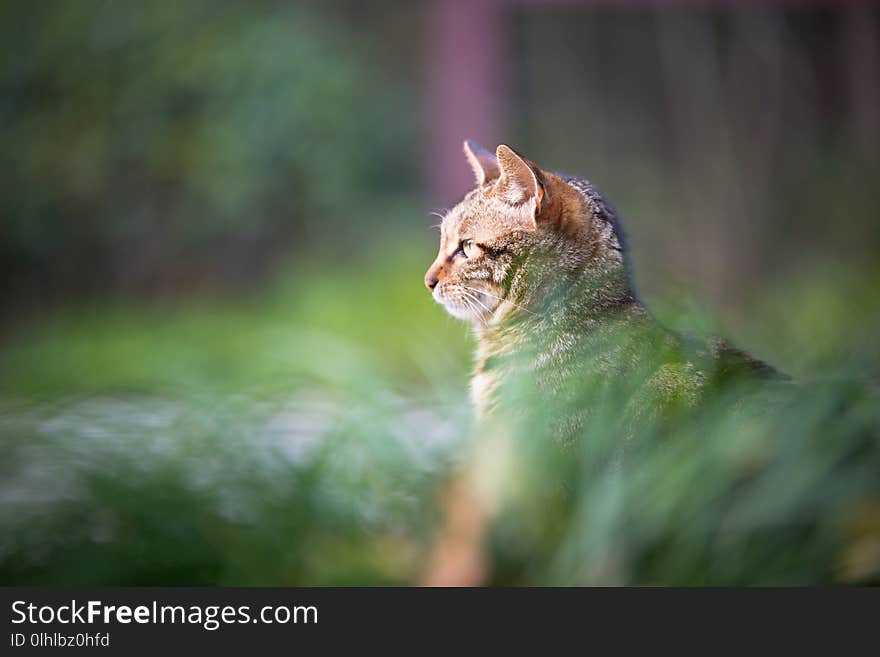 This is one lovely cat, sitting in the grass. This is one lovely cat, sitting in the grass.