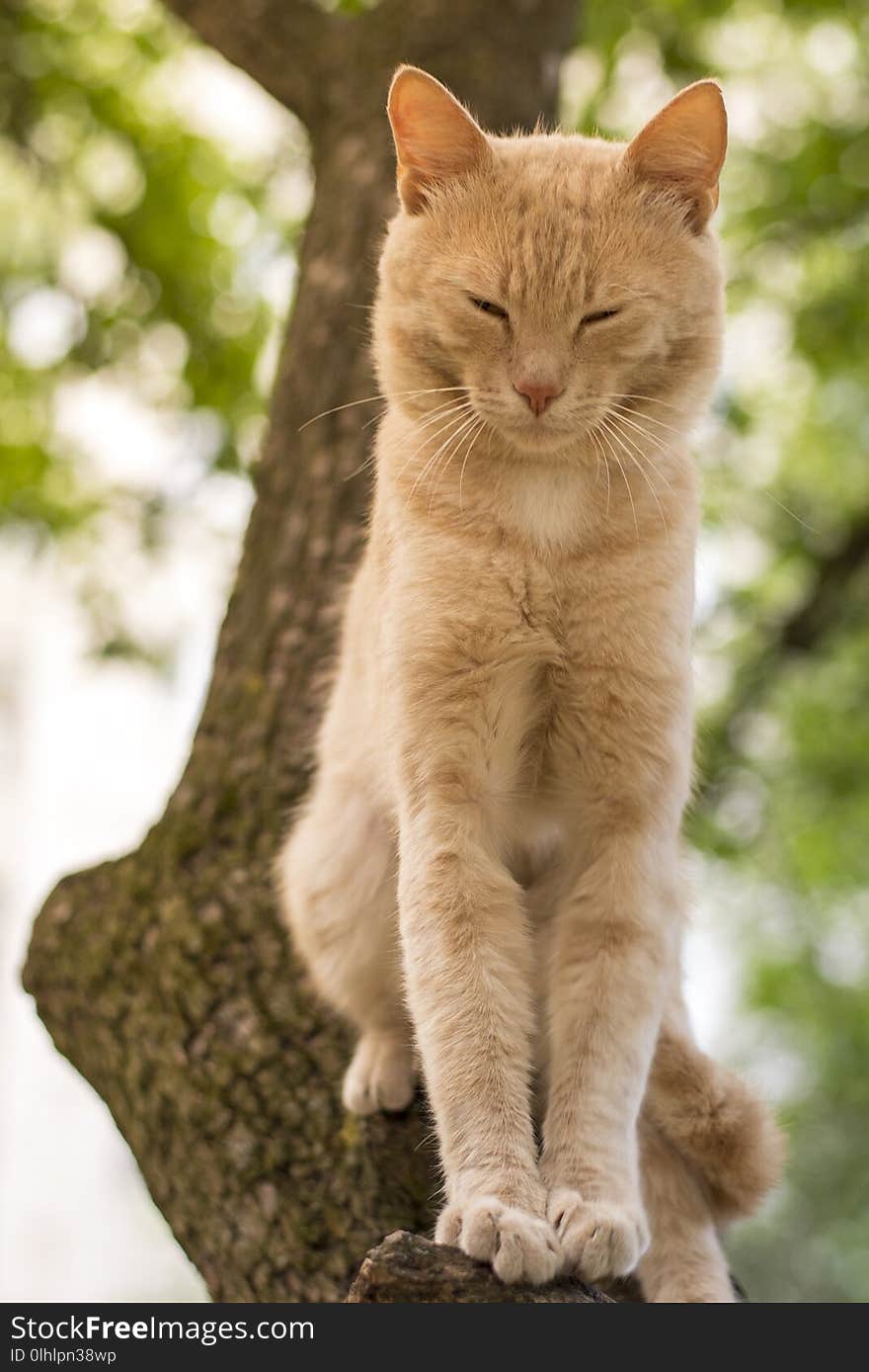 Red cat sitting on a tree in spring day