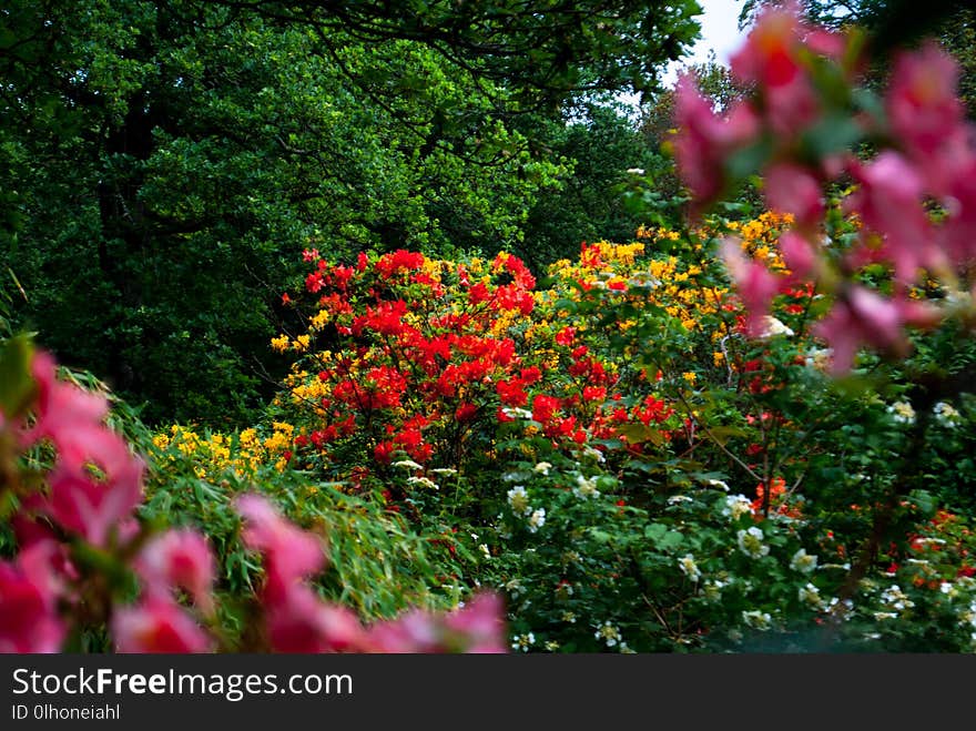 A beautiful botanical garden