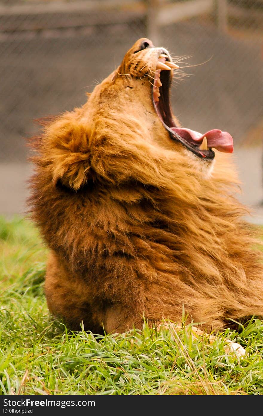 A male lion lying in the grass yawning. A male lion lying in the grass yawning