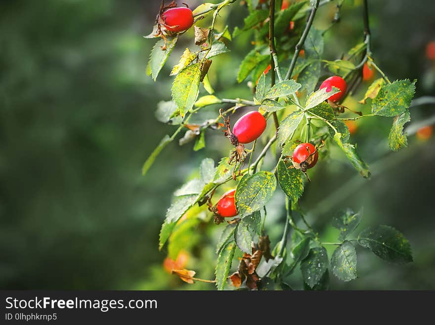 Berries of ripe dog-rose on a bush on a blurry background_