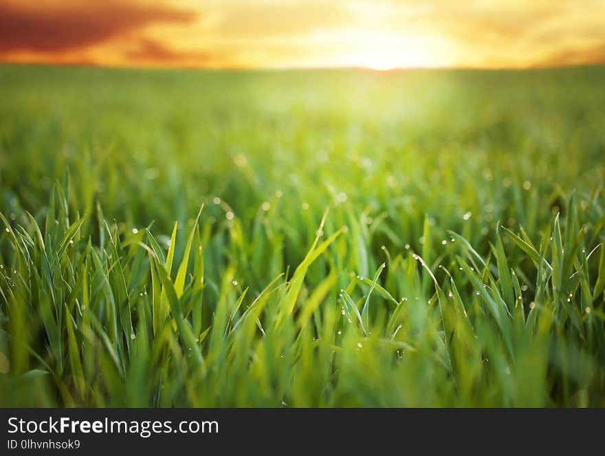 Young green grass with dew drops in field