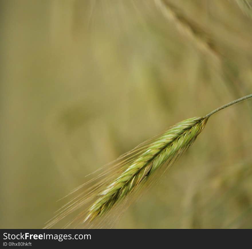 Barley NYS farm crop used for livestock and craft beverages