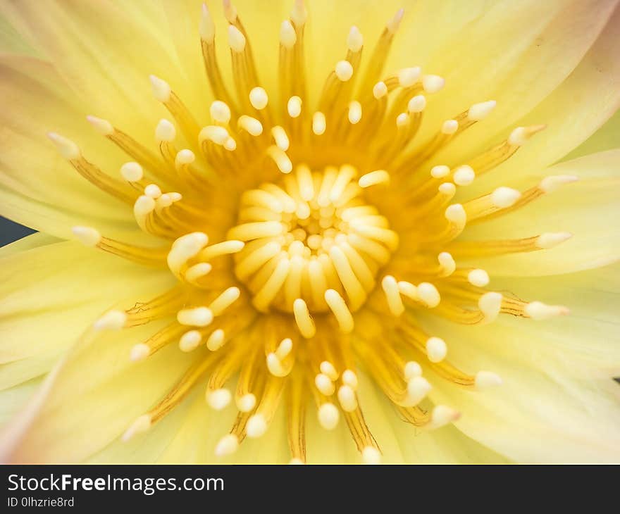 Close Up Of Yellow Lotus Flower