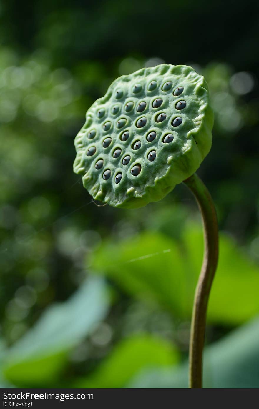 Lotus flowers blooming in summer