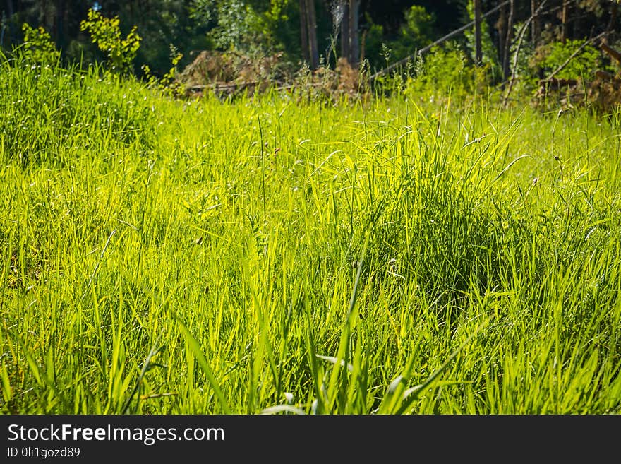 Green Grass In The Park