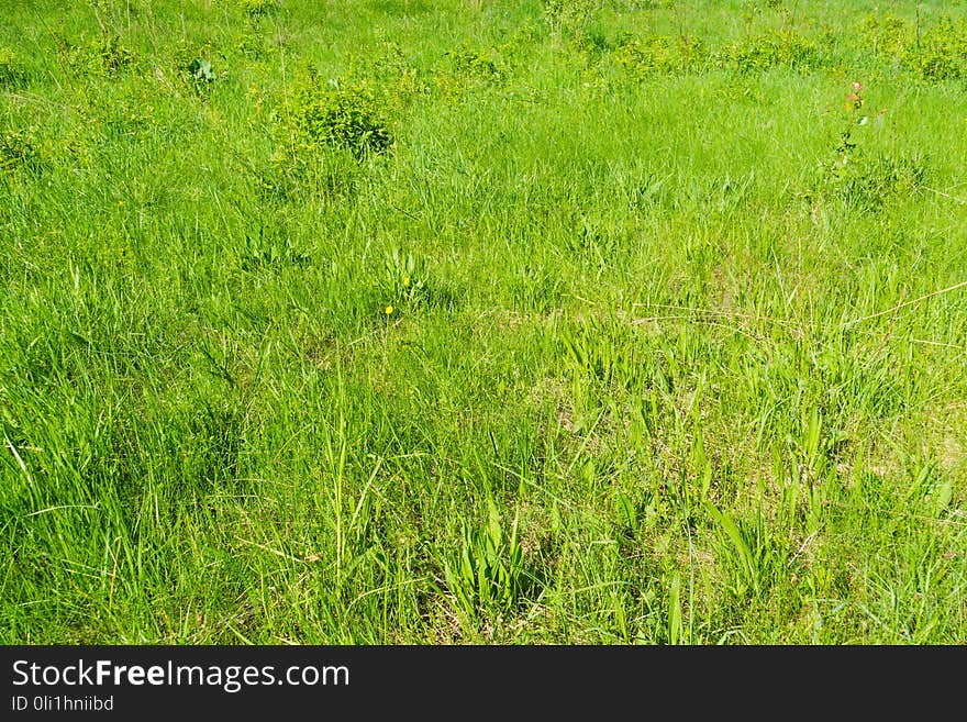 Green Grass In The Park