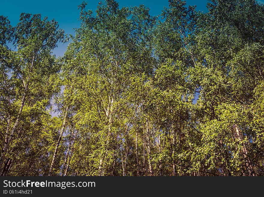 Green trees in summer park retro