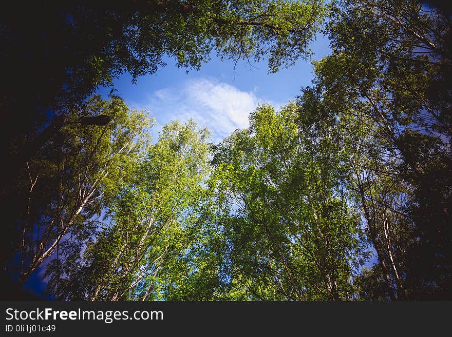 Green trees in summer park retro