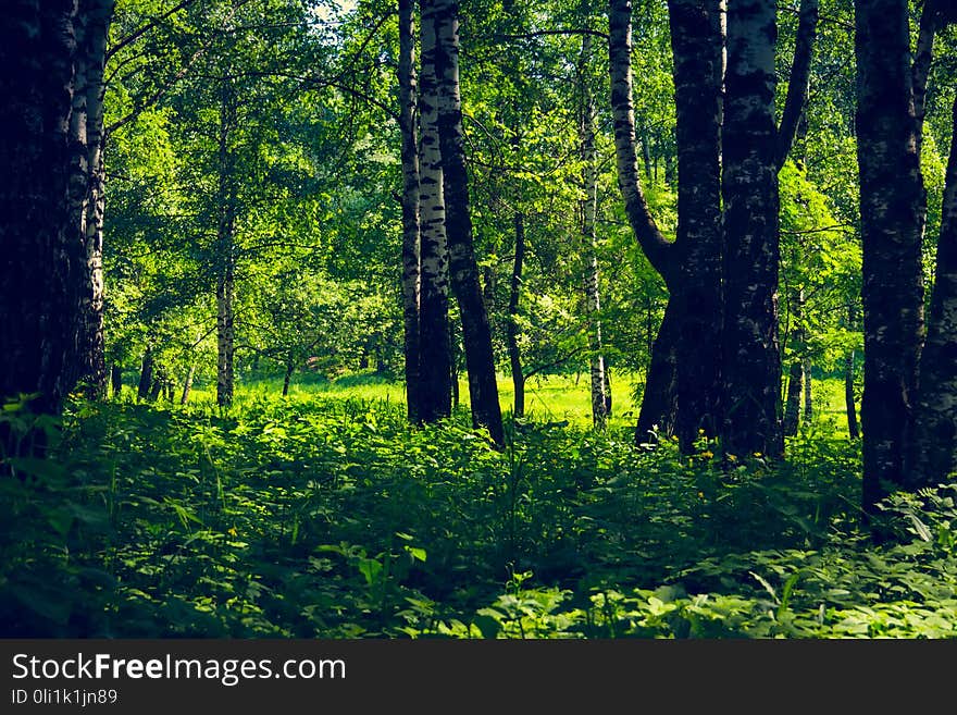 Green Trees In Summer Park Retro