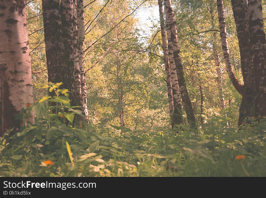 Green Trees In Summer Park Retro