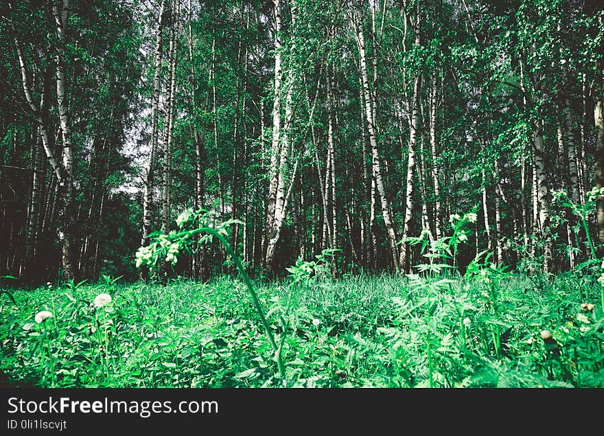 Green trees in summer park retro