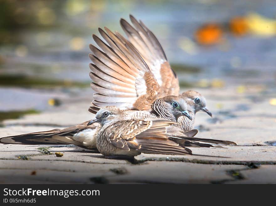 Three doves on cement floor. Facing the same.Three doves on cement floor. Two birds spread their wings together. Another bird sits