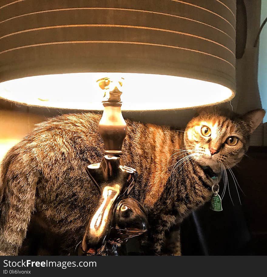 Kitty behind the lamp