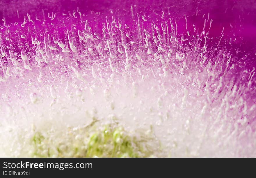 Frozen flora abstract macro natural background with wild leek inflorescence frozen into a block of ice