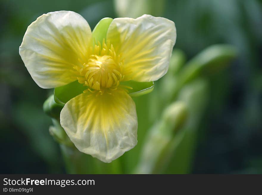 Yellow velvetleaf flower, Limnocharis sp.