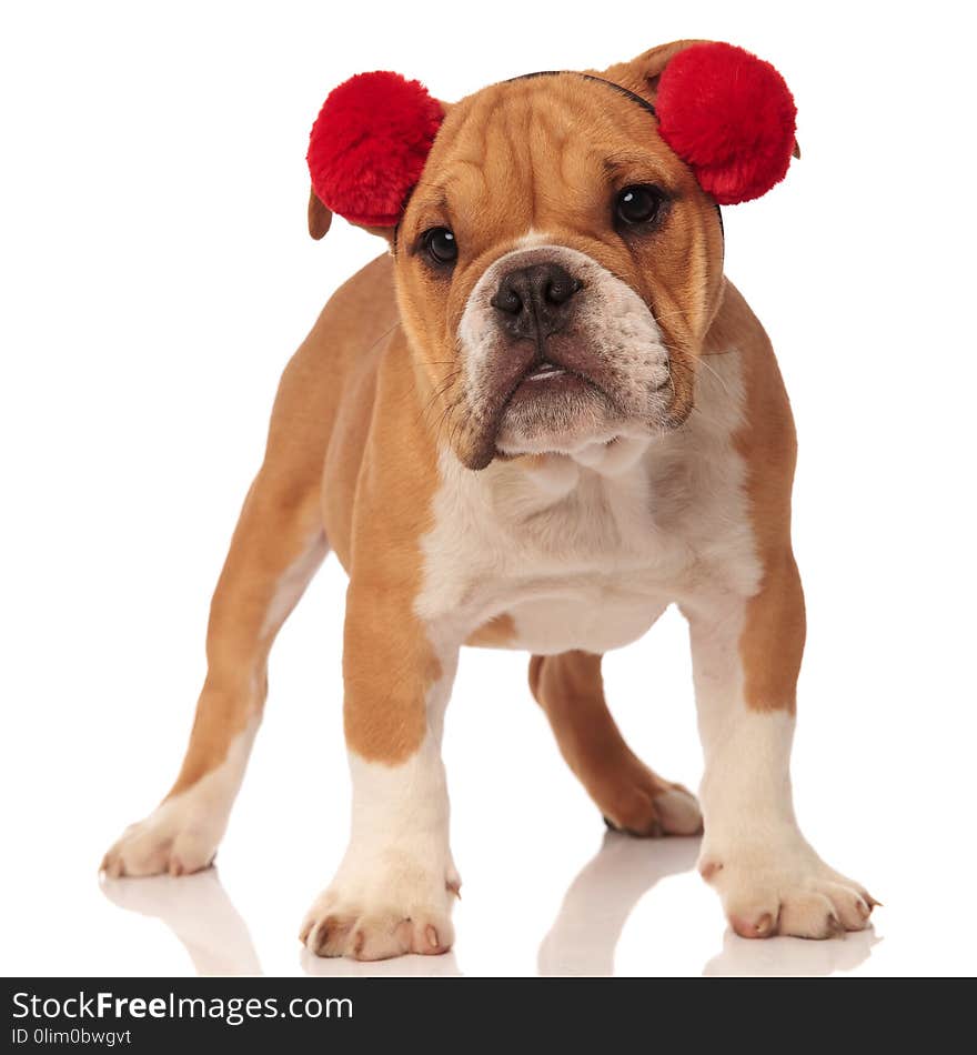 Cute english bulldog with red earmuffs standing on white background