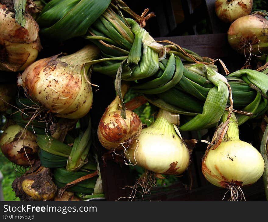 Harvest Of Onion On The Ground