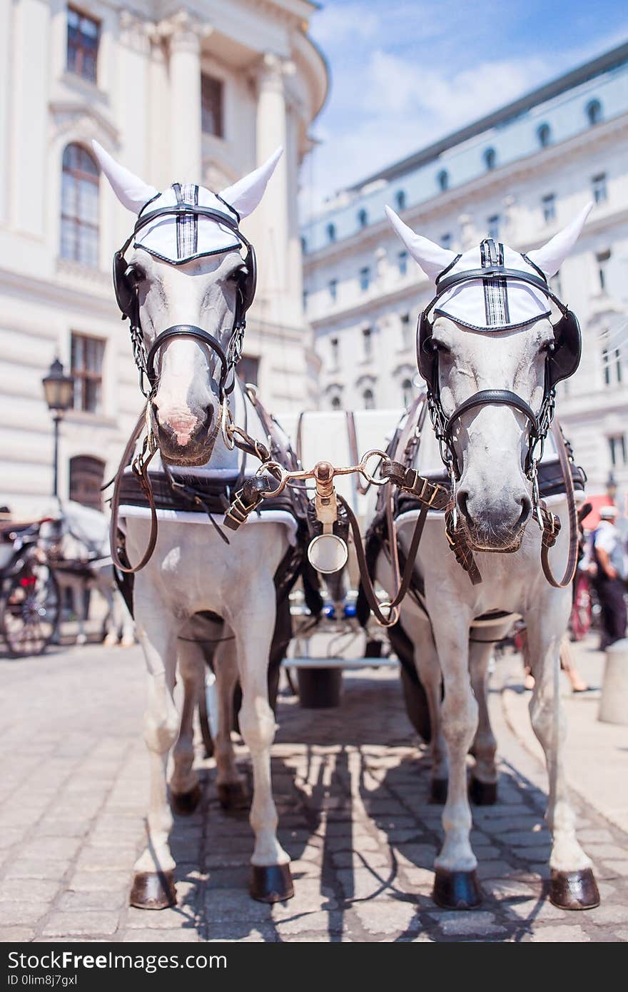 Pair of white horses and carriage on the street in Vienna, Austria. Pair of white horses and carriage on the street in Vienna, Austria