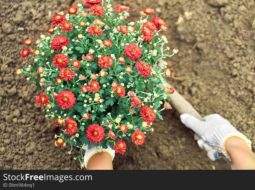 Girl`s hands planting a bush of red flowers to a ground in the garden