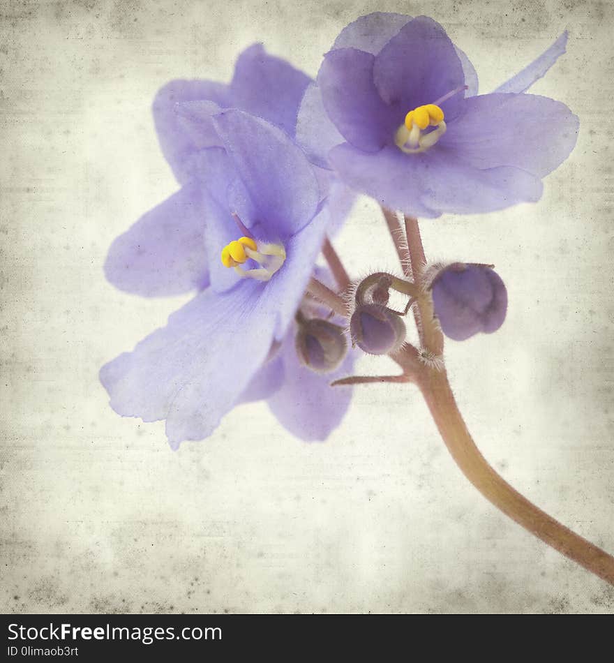 Textured old paper background with blue african violet flowers