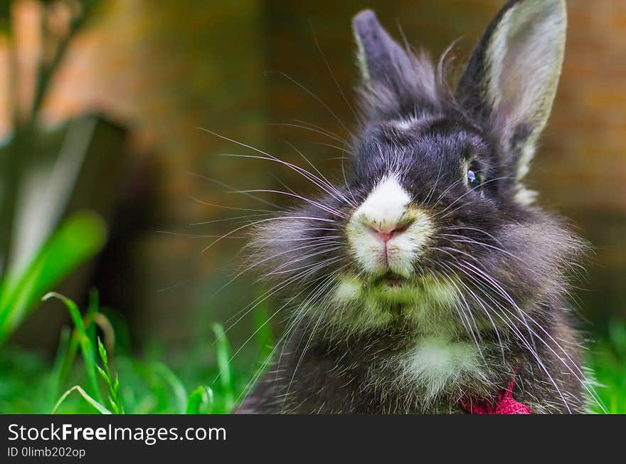 Portrait of a rabbit in the grass blurred background