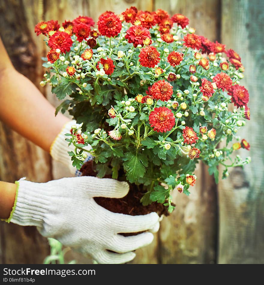 Girl Wearing Protective Gloves Holding A Bush Of A Red Chrysanthemum Ready To Plant To The Ground