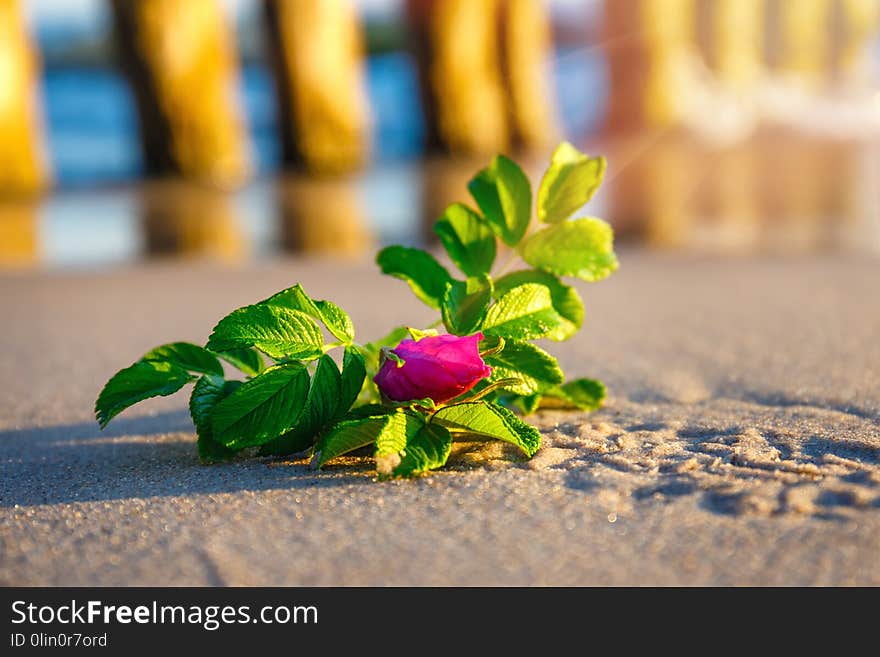 Pink flower on the beach at sunset, close up