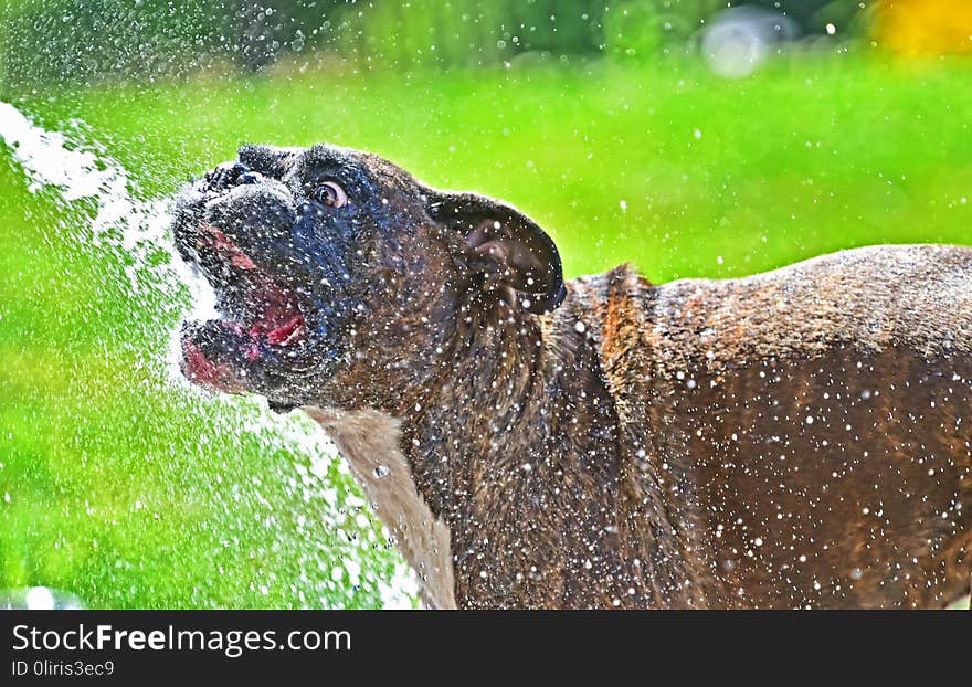 This thirsty male brindle goes after the hose with his mouth wide open on this brindle boxer faces the stream of the hose to get some water HDR.