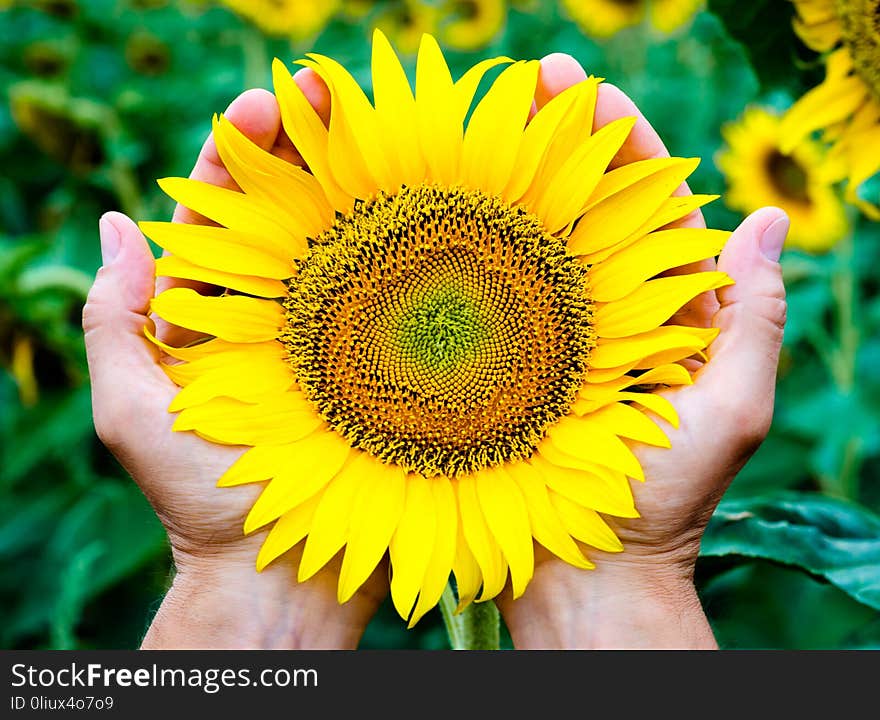 Yellow bright blooming sunflower in the man`s palms against the background of the green field