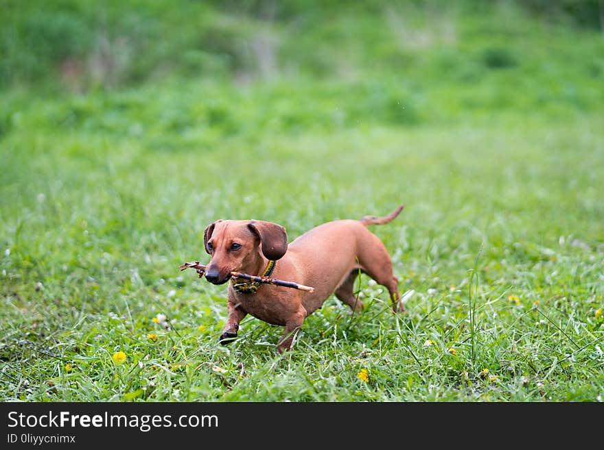 Dachshund runs along the green grass.