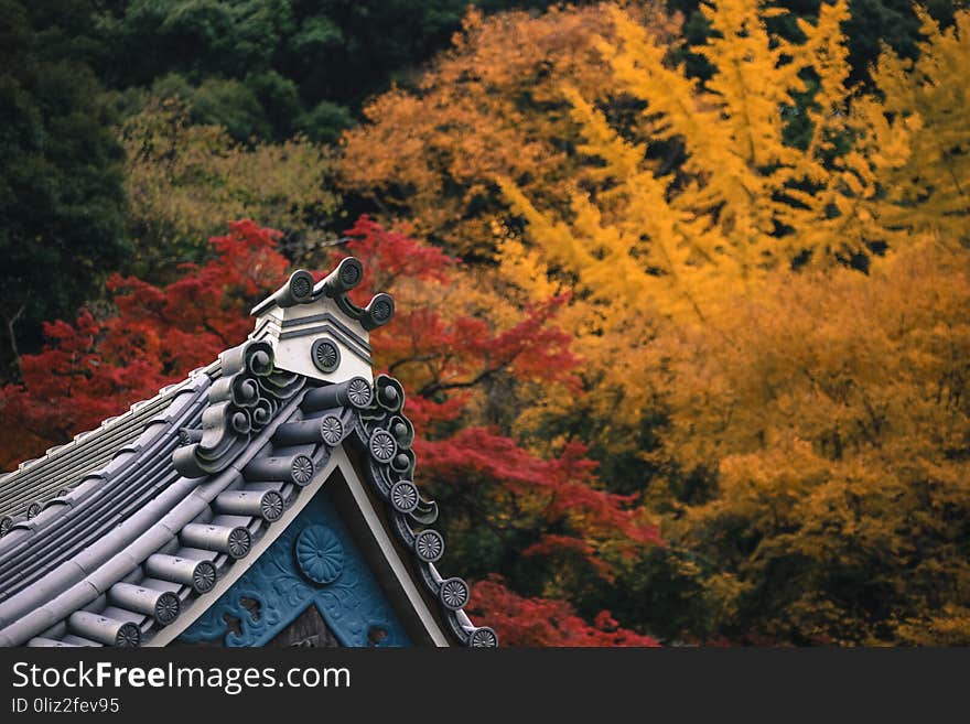 Colorful leaves autumn tourism travel season landscape scenery in Osaka and Kyoto Japan