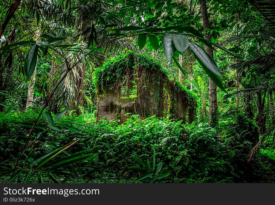 A house in Tropical forest in Indonesia. A house in Tropical forest in Indonesia