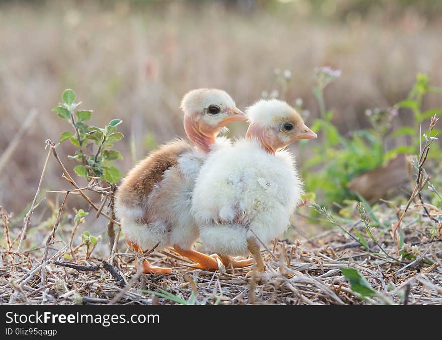 Chicks with nature in the evening.a day