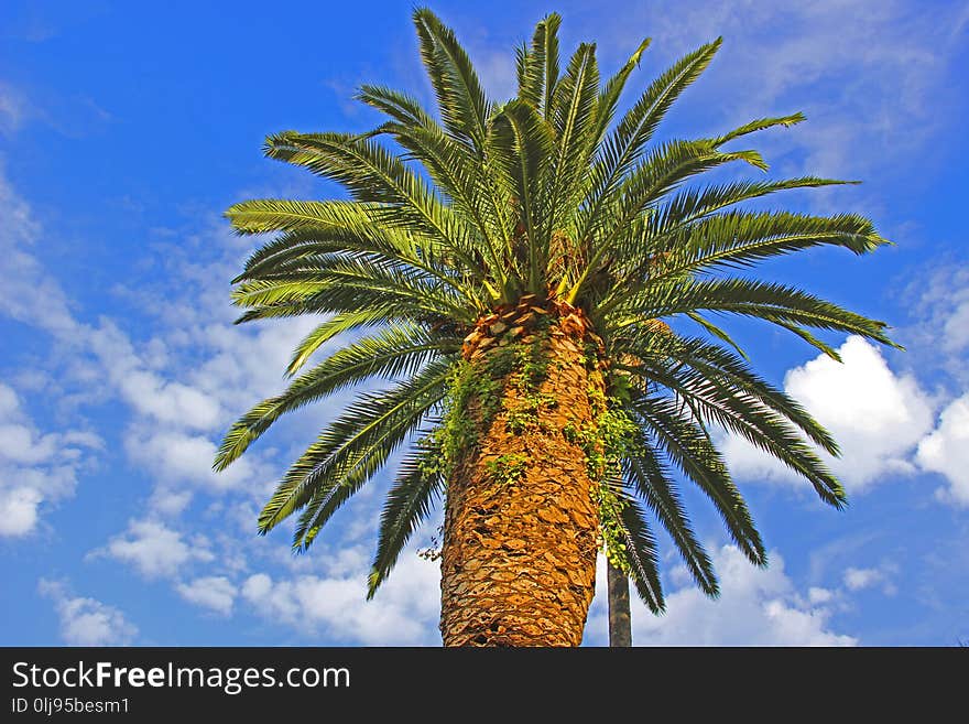 Tree palm against the radiant blue sky with white clouds. On a thick stem like a fan spread palm branches. Tree palm against the radiant blue sky with white clouds. On a thick stem like a fan spread palm branches