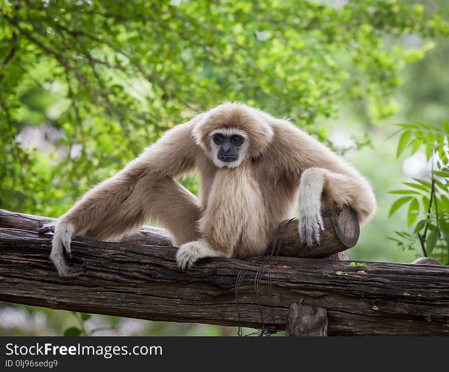 White Cheeked Gibbon or Lar Gibbon