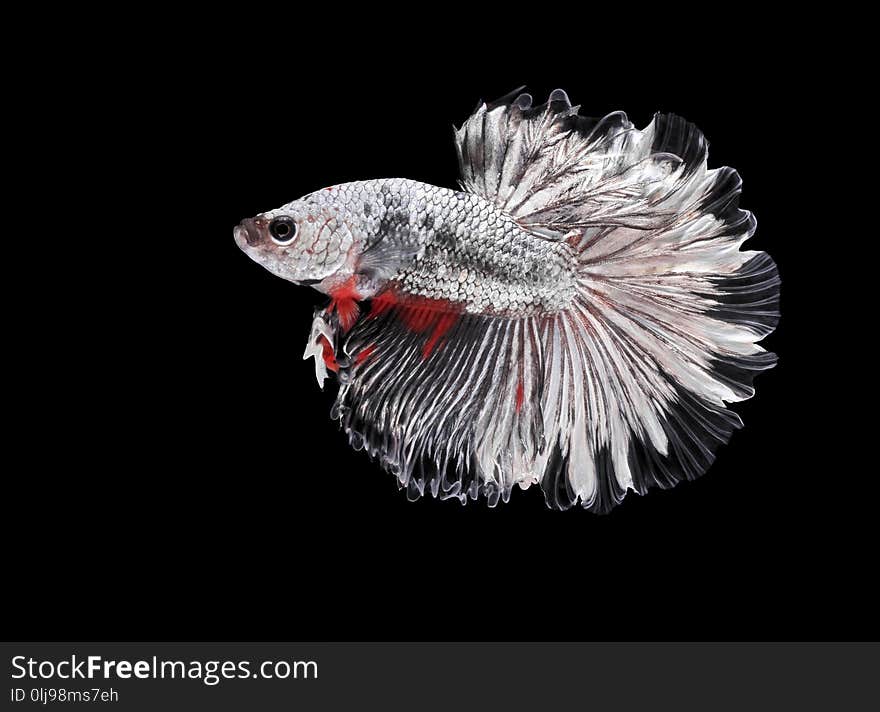 Fighting fish, beautiful fish, beautiful color fighting fish Siam, black background.