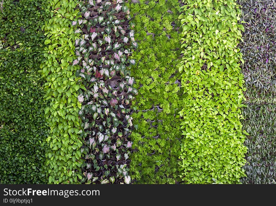 Vertical garden background.flower wall vertical gardenBeautiful nature background of vertical garden. .