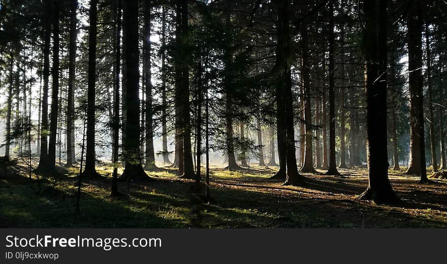 Beautiful morning light in woods. Beautiful morning light in woods