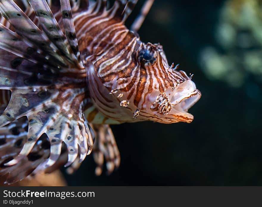 Lion fish closed up shot on face