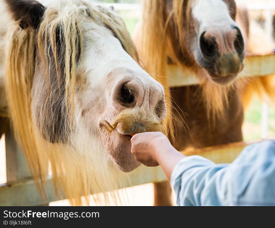 Hand feeding a horse with carrot. Fedding Pet Concept.