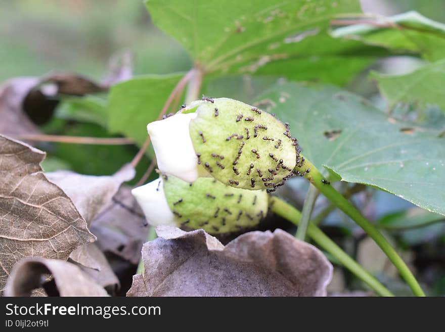 Leaf, Flora, Plant, Plant Pathology