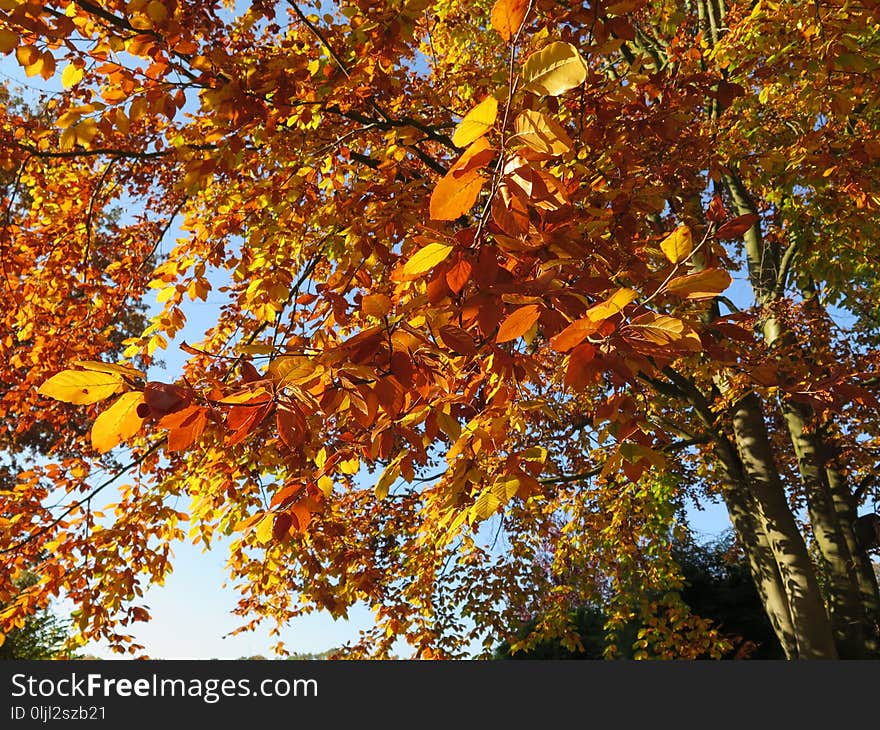 Tree, Autumn, Leaf, Deciduous