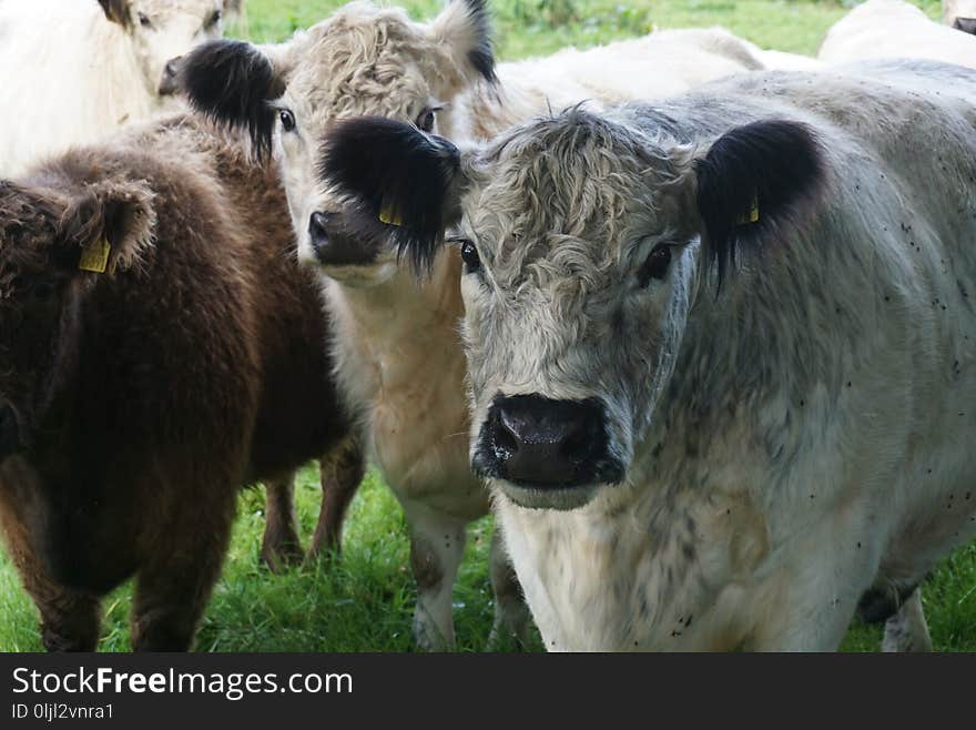 Cattle Like Mammal, Fauna, Grass, Pasture