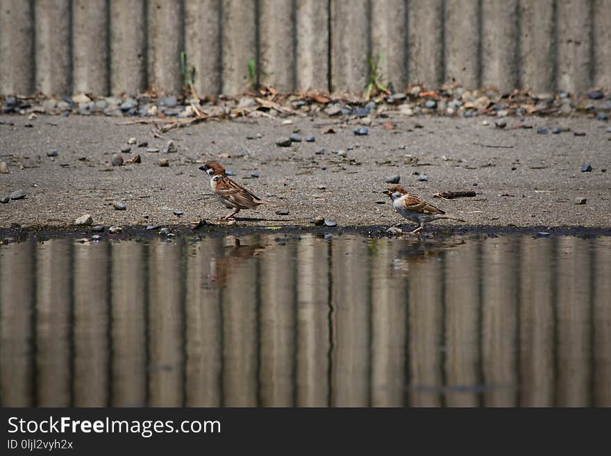 Bird, Fauna, Wildlife, Water