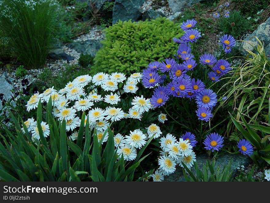 Flower, Plant, Flowering Plant, Flora